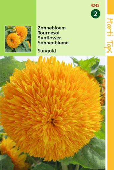 Sunflower Sungold High (Helianthus) 100 seeds HT